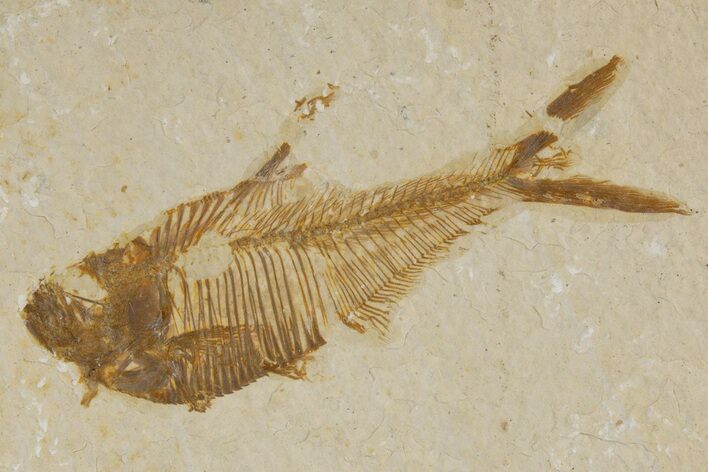 Detailed Fossil Fish (Diplomystus) - Wyoming #318616